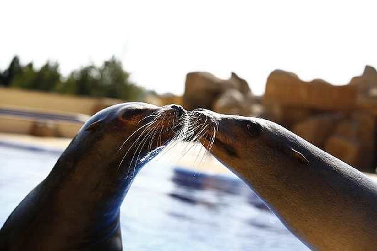 Marineland dolphinarium & water park 5