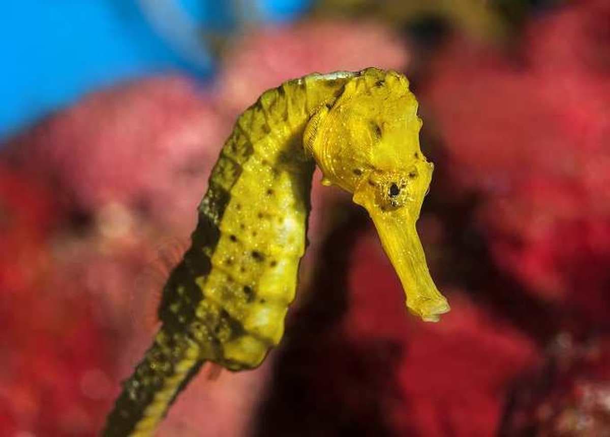 Aquarium de Barcelona 2