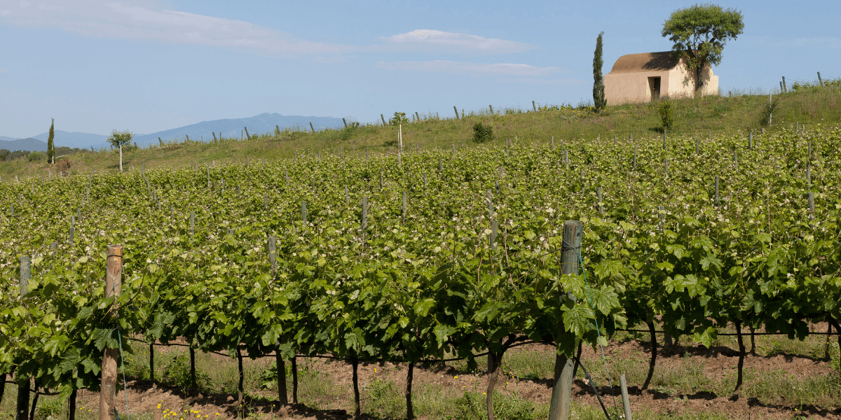 Visita a viñedo y cata de cava en Blanes – Ses Vernes 3
